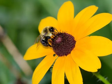 Closeup of Bumblebee gathering pollen 写真素材