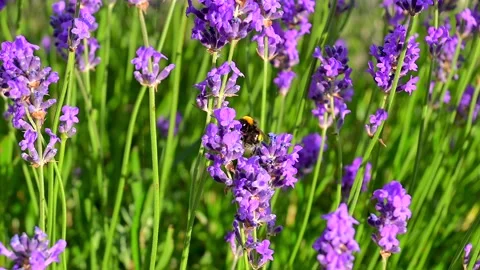 Closeup bumblebee on lavender bush flowers Stock-Footage 201736154