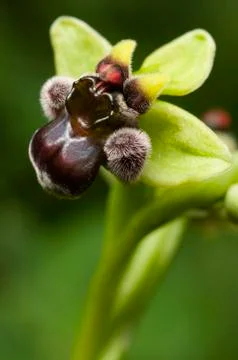 Closeup of bumblebee orchid Stock Photos