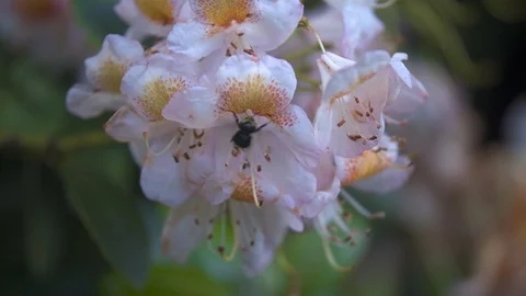 Closeup on a Bumblebee Pollinating a Flower. Stock Footage 92638341