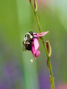 Closeup of Bumblebee sleeping on flower Foto stock