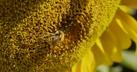 Closeup of bumblebee on a sunflower Video stock 115078221