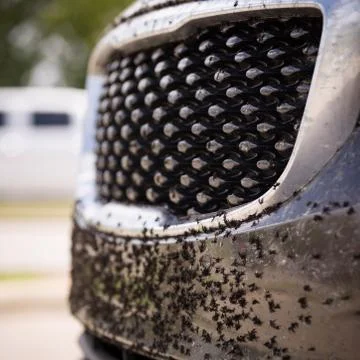 Closeup of the bumper of the car is covered with dead insects and black flies Stock Photos