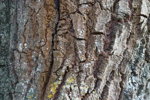 Closeup of a bumpy tree trunk surface - for backgrounds and textures Stock Photos