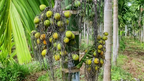 Closeup of a bunch of Areca catechu commonly known as areca nut growing on .. Stock Footage 329313577