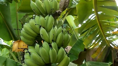 Closeup of bunch of banana on the tree Stock Footage 115161189