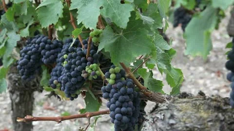 Closeup of bunch of grape in vineyard Stock Footage 14834113