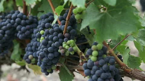 Closeup of bunch of grape in vineyard Stock Footage 14834114