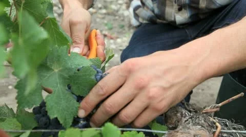 Closeup on bunch of grapes being cut from row Stock Footage 14834111