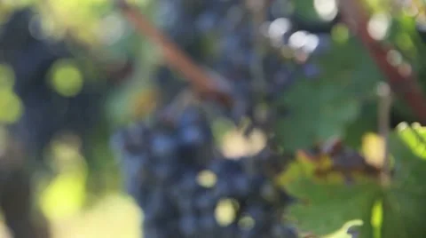 Closeup of bunch of grapes in vineyard Stock Footage 55530535