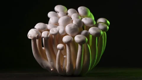 Closeup of a bunch of shimeji mushrooms with different colors on dark background Stock Footage 264300628