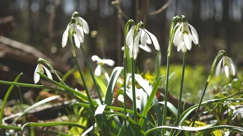 Closeup of bunch snowdrops on a field Video stock 100593184