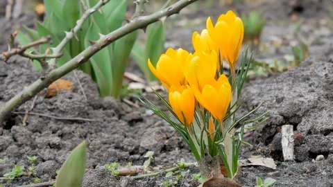 Closeup bunch of spring flowers yellow crocus grow from the ground in park Stock Footage 105570488
