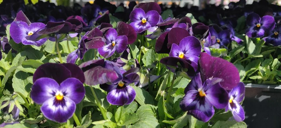 A closeup of a bunch of violets Stock Photos