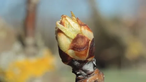 Closeup burgeon catching some sunlight Stock Footage 133228150
