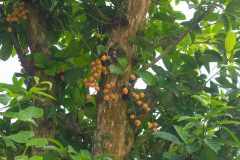 Closeup of Burmese grape on the tree at Thailand Stock Photos