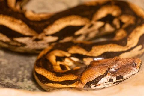 Closeup of a Burmese Python Captured in Captivity, showcasing Beautiful Patterns Foto stock