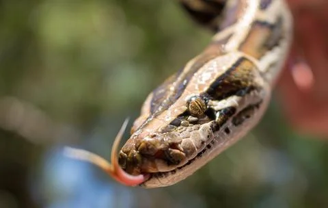 Closeup of a Burmese python flicking its tongue in a human hand Photos