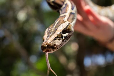 Closeup of a Burmese python flicking its tongue in a human hand Photos