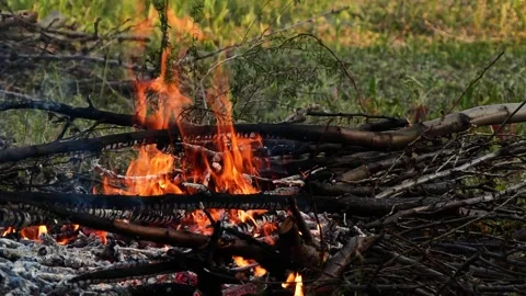 Closeup burning campfire, fire flames on wood logs and tree branches in forest Видео 335867550