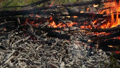 Closeup burning campfire, fire flames on wood logs and tree branches in forest Vidéo 335869192