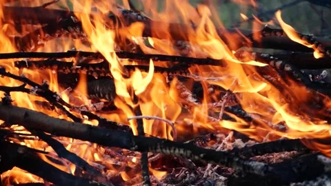 Closeup burning campfire, fire flames on wood logs and tree branches in forest Vidéo 335871125