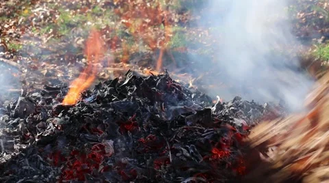 Closeup burning leaves Stock Footage 43502814