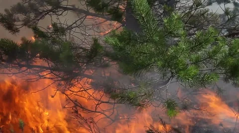 Closeup of burning pine in forest fire Vídeos de archivo 52464776
