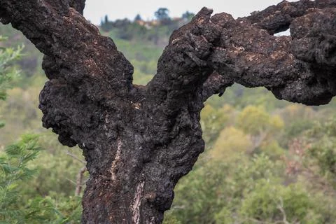 Closeup of burnt pine tree trunk with black bark after forest fire Stock Photos