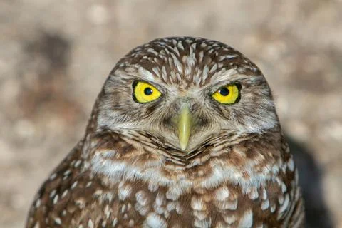 Closeup of a Burrowing Owl Stock Photos