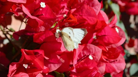 Closeup of butterfly and pollination Vídeo Stock 37818341