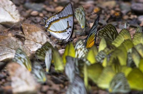 Closeup a butterfly with another type on the ground in the forest Stock Photos