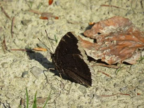 Closeup of Butterfly with Closed Wings Sitting on Road Stock Photos