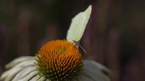Closeup of butterfly collecting nectar Stock Footage 106299617