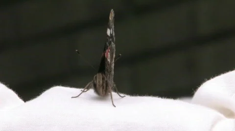 Closeup of a butterfly Stock Footage 480207