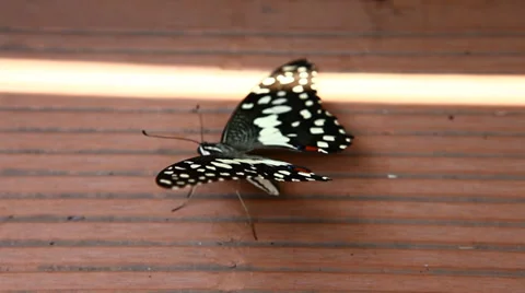 Closeup of butterfly Stock Footage 39247700