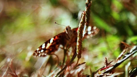 Closeup of a Butterfly Stock Footage 77409860