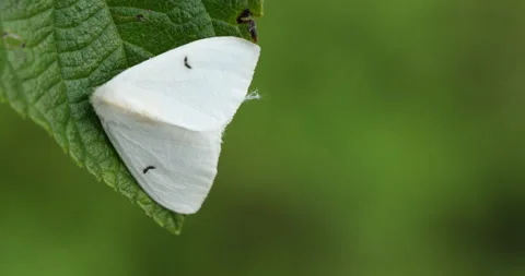 Closeup of Butterfly Stock Footage 290161794