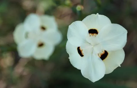 Closeup of Butterfly Iris with white six-petaled display dark central spots.. Stock Photos
