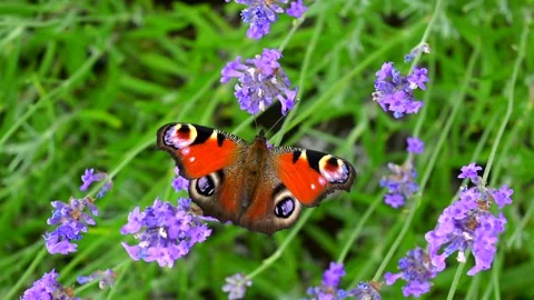 Closeup butterfly on lavender flowers Stock Footage 201737157