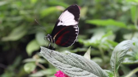 Closeup of butterfly on a leaf Stock Footage 46763747