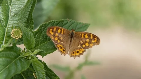 Closeup of butterfly on a leaf Stock Footage 310805407