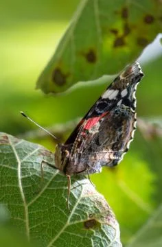 Closeup of butterfly on a leaf Stock Photos