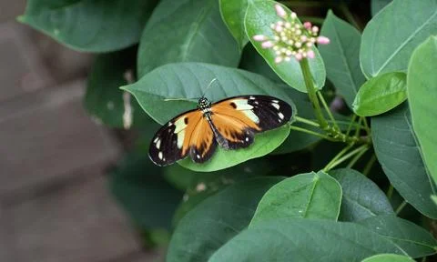 Closeup butterfly on a leaf Stock Photos