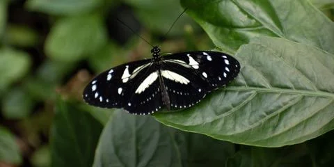 Closeup butterfly on a leaf Stock Photos