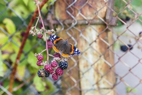 Closeup of a butterfly Stock Photos