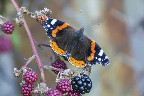 Closeup of a butterfly Stock Photos