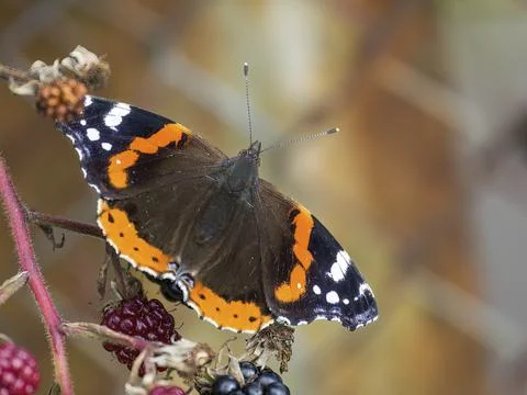 Closeup of a butterfly Stock Photos