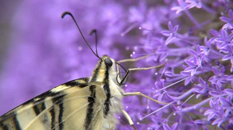 Closeup of butterfly Podalirius Video stock 39804229