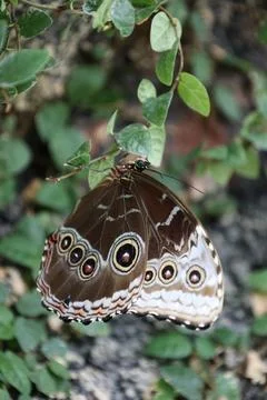 Closeup butterfly wing with circular eyespots and delicate scales perched on Stock Photos